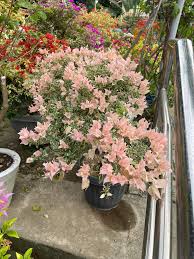 Sakura Belacan rare bougainvillea