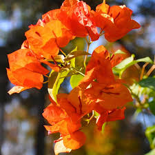 Bougainvillea Flower Plant Orange Plant - Naturemart.online