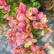 Black Monalisa Bougainvillea (top rare)