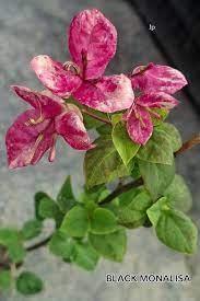 Black Monalisa Bougainvillea (top rare)
