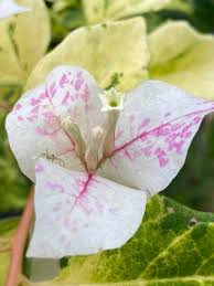 Sunstone White Bougainvillea flower plant