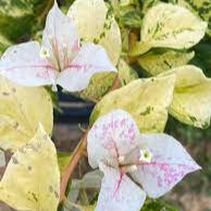 Sunstone White Bougainvillea flower plant