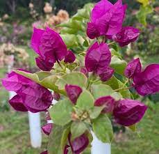 Dark One Bougainvillea flower plant