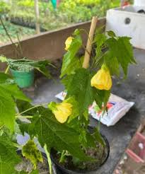 Yellow Lantern Hibiscus Flower  Plant - Naturemart.online