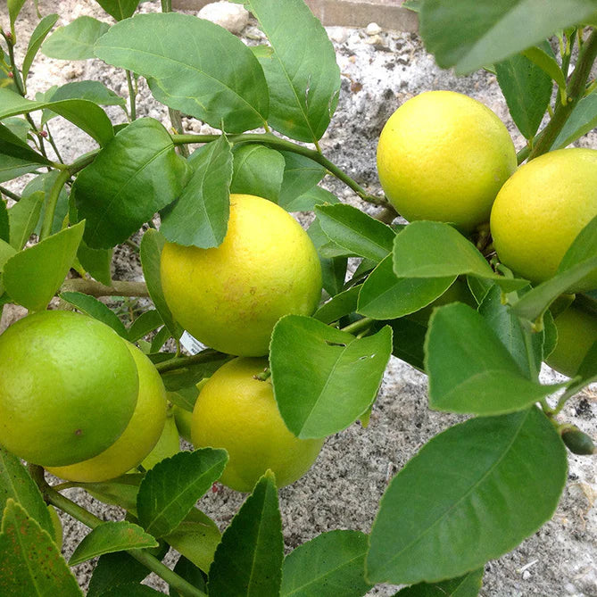 Table Lemon Fruit Plant