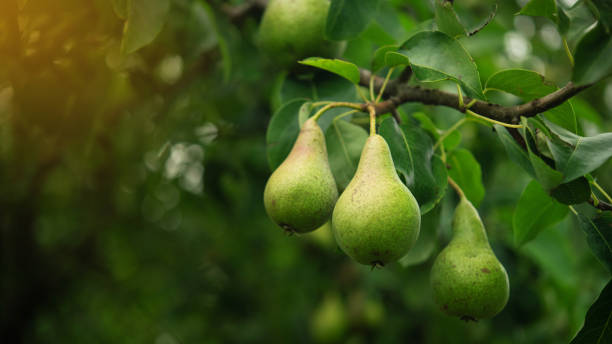 Nashpati ( pear ) Fruit Plant Grafted