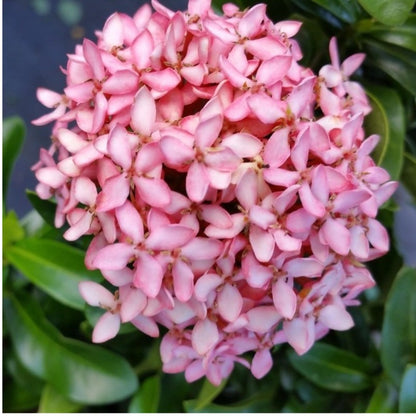 Chinese Ixora Flower Plant (Pink) - Naturemart.online