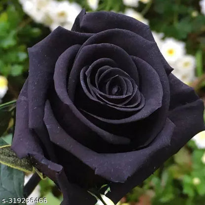 Black Rose Grafting Flower Plant - Naturemart.online