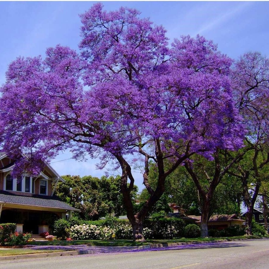 Jacaranda (Blue Colour) Flowers Plants - Naturemart.online