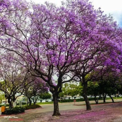 Jacaranda (Blue Colour) Flowers Plants - Naturemart.online