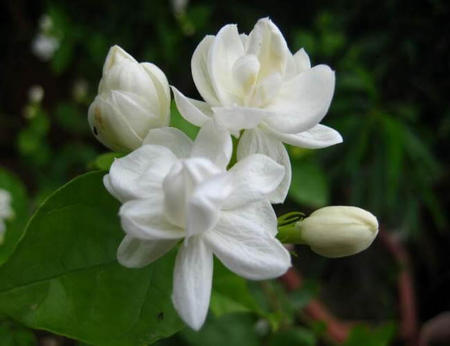 Jasmine Rose Flower -Fragrant Plants - Naturemart.online