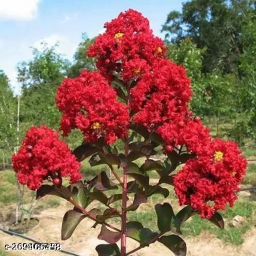 Furush Flower Plant (Red) Colour - Naturemart.online