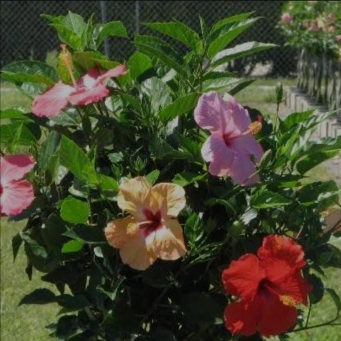 Multi-Grafted Hibiscus Plant(4-6) Colour - Naturemart.online