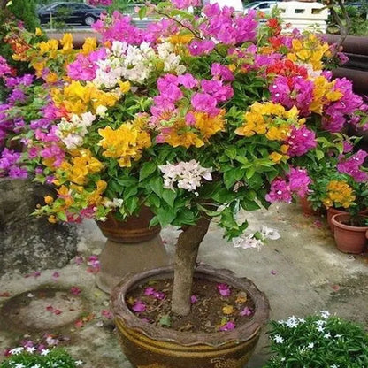 Multi-Grafted Bougainvallea Plant(4-6 colour) - Naturemart.online