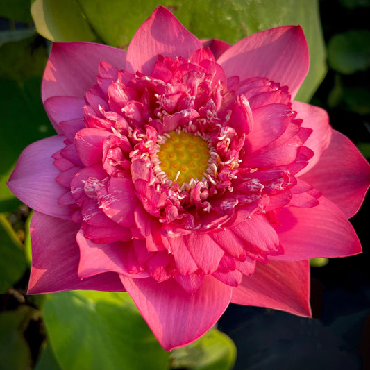 Rare Kaveri Lotus Flower tuber