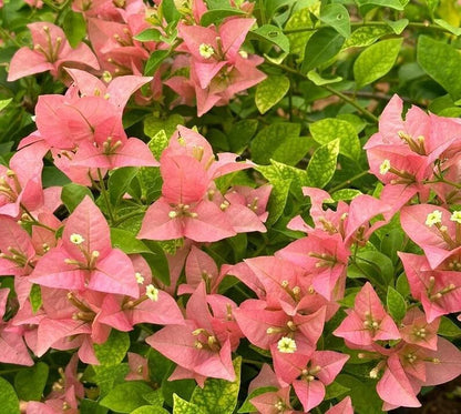 Kayata Bougainvillea flower plant
