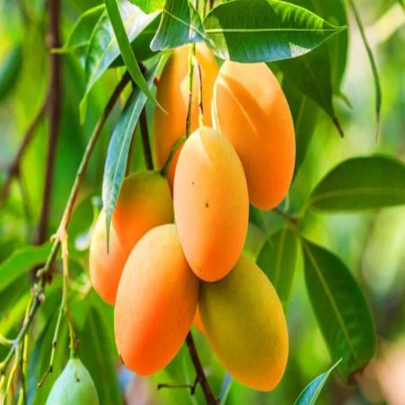 Hybrid kohitur Mango Fruit Plant - Naturemart.online