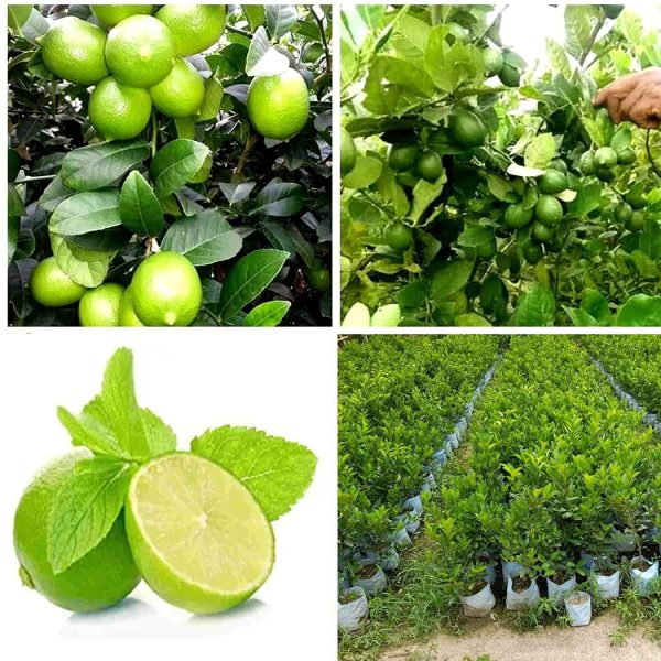 All Time Kagaji Lemon Plant - Naturemart.online