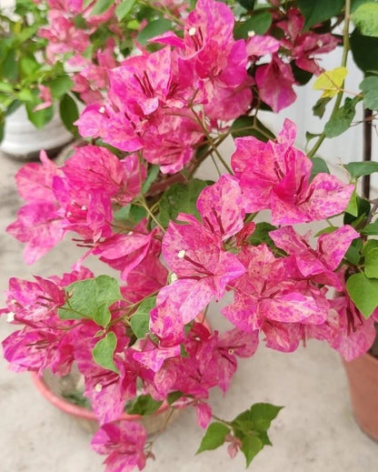 The Kristina Thai Variety Bougainvillea Flowers Plant