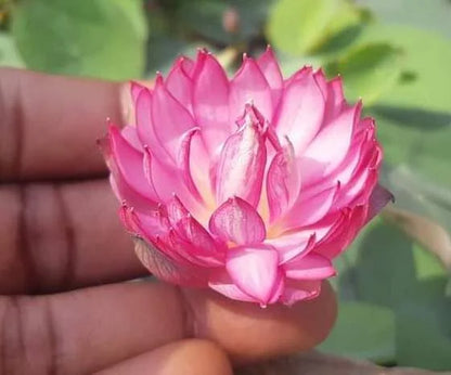 Liang Li Lotus Tuber