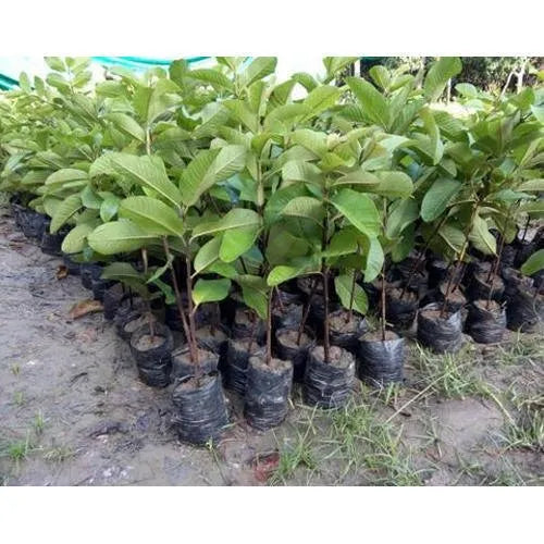 New Lalit Guava Fruit  Plant - Naturemart.online