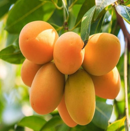 Hybrid kohitur Mango Fruit Plant - Naturemart.online