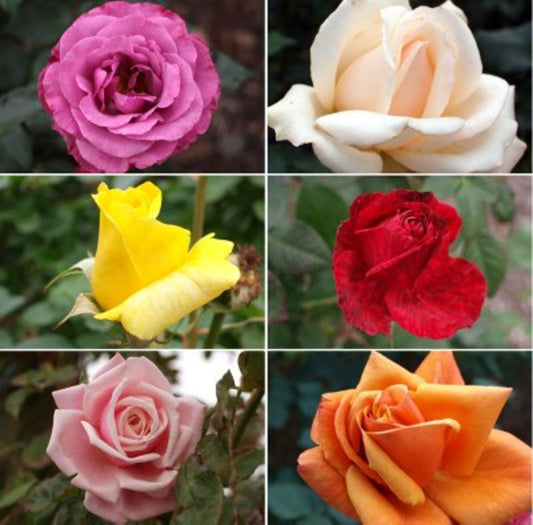 Pack Of 4 Different Colour Rose Plant - Naturemart.online