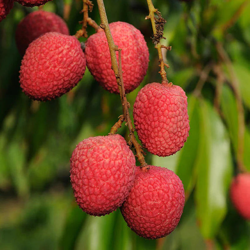 Litchi Fruit Plant (Air Layered) - Naturemart.online