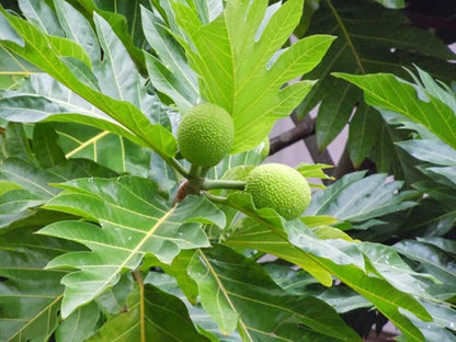 Hybrid Bread Fruit Plant Grafted - Naturemart.online