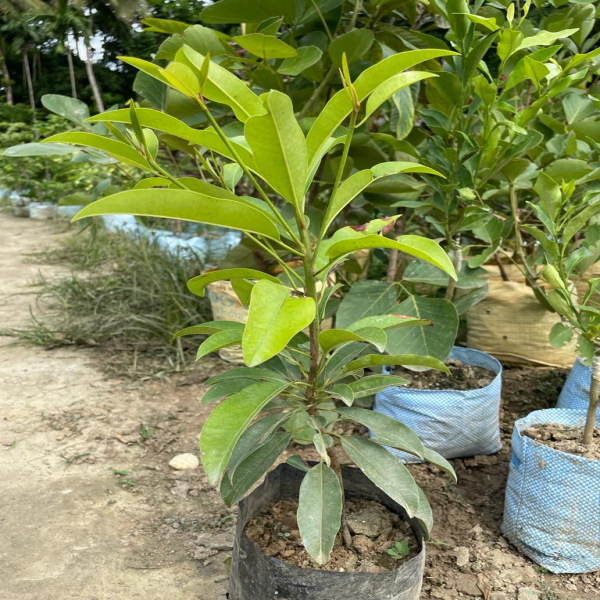 Hybrid Chiku(Grafted) Fruit  Plant - Naturemart.online