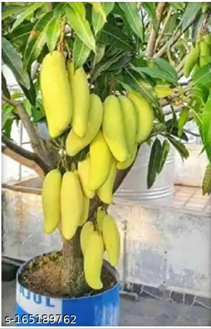 Banana Mango Fruit Plant-Grafted - Naturemart.online