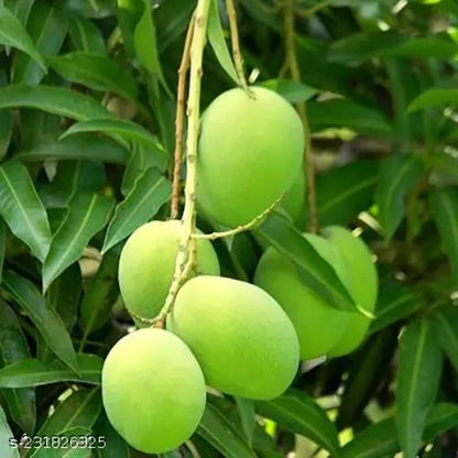 Hybrid Langra Mango Fruit Plant - Naturemart.online