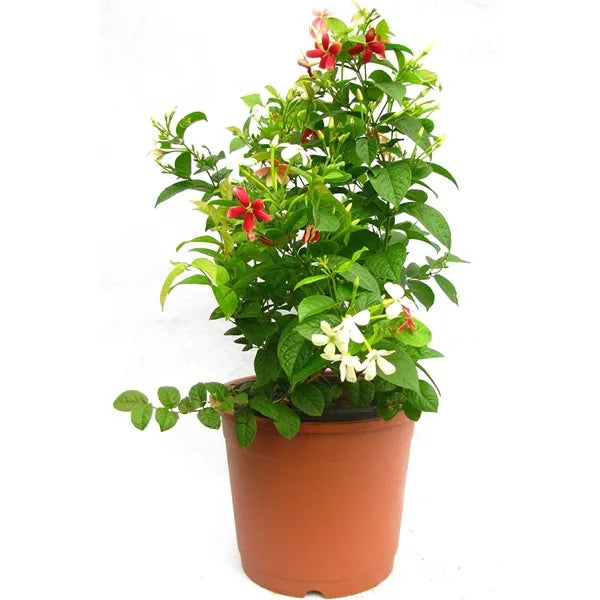 MadhumaltI Combretum Indicum, Rangoon creeper - Naturemart.online