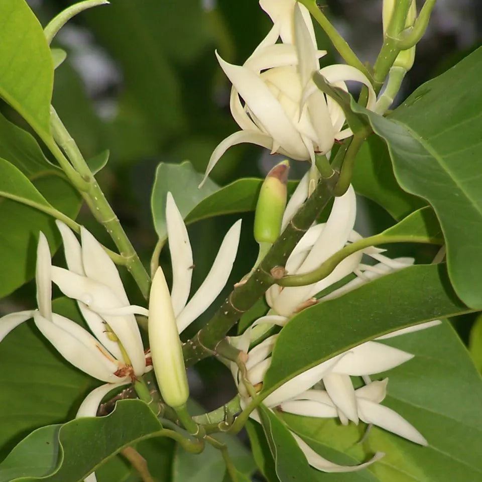 Champa White Colour Flower Plant - Naturemart.online