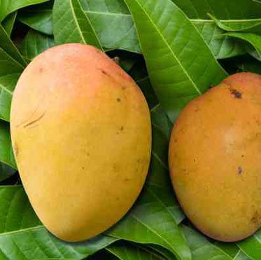 Gobindabhog Mango Fruit Plant (Grafted) - Naturemart.online