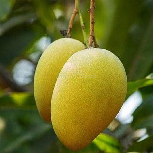 Mango Tree (Alphonso, Grafted) - Plant - Naturemart.online