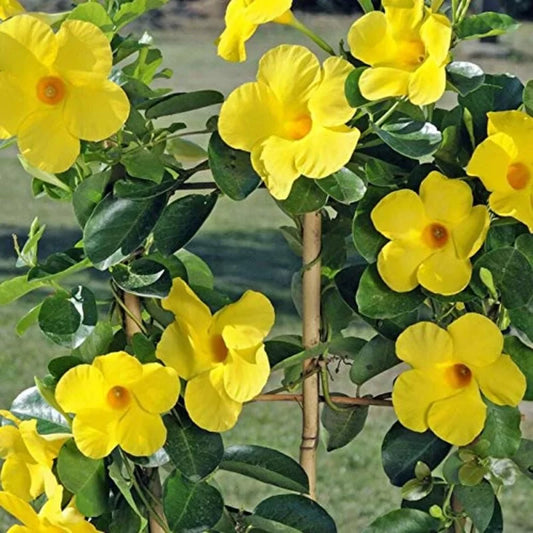 Mandevilla (Yellow Colour)  Flower Plant - Naturemart.online