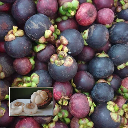 Hybrid Mangosteen Exotic  fruit plant - Naturemart.online