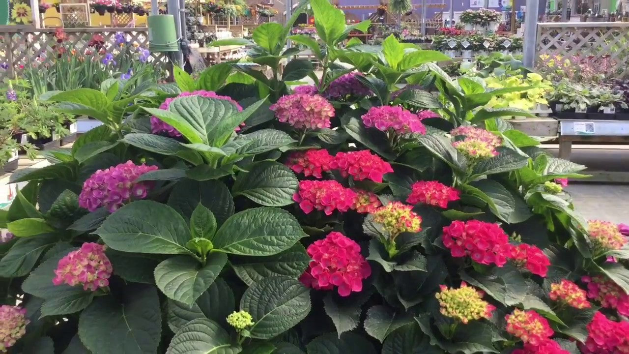 Hybrid Hydrangea Plant For Gardening - Naturemart.online