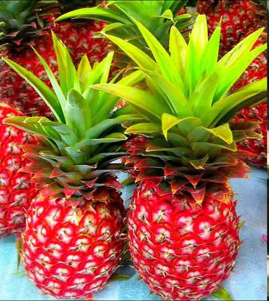 Red Pineapple Plant | Anaras Plant - Naturemart.online