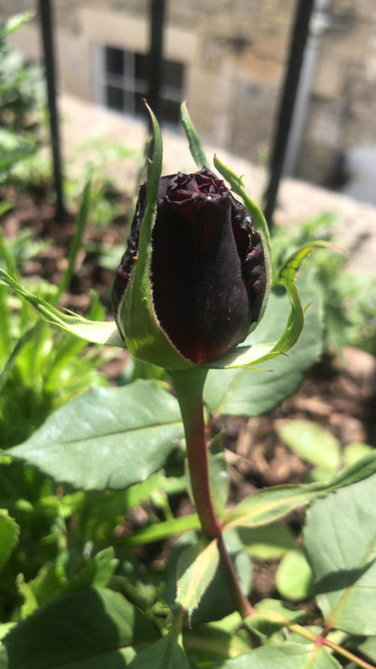 Black Rose Grafting Flower Plant - Naturemart.online