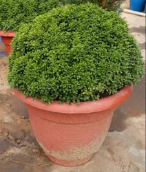 Fast Growth Table Kamini Plants For Home Garden