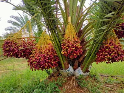 Dwarf Arabian Date Plant