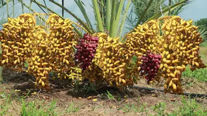 Dwarf Arabian Date Plant