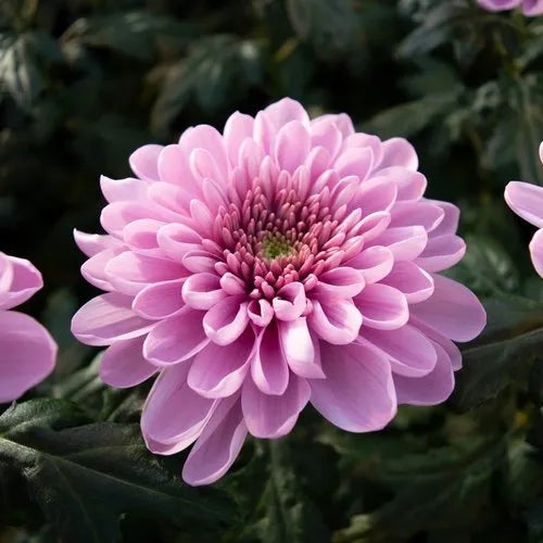 Chrysanthemum (Chandramallika) Flower Plant(Pack of 1)
