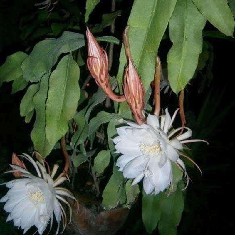 Brahma kamal/Night Queen Flower Plant - Naturemart.online