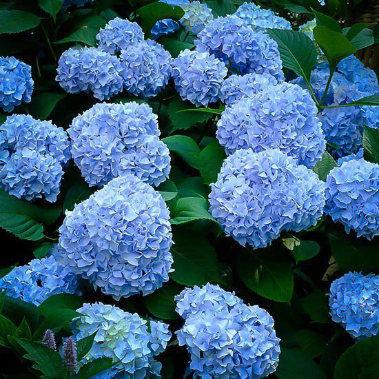 Hydrangea Flower plant