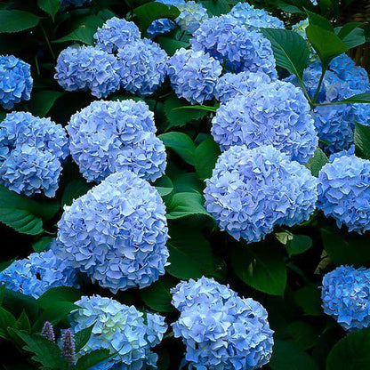 Hydrangea Flower plant