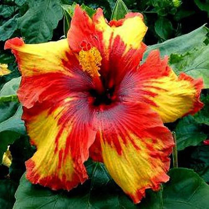 Hybrid Hibiscus Plant For Gardening - Naturemart.online