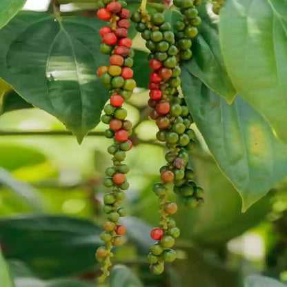 Black Paper Plant For Gardening